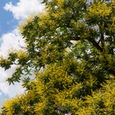 Goldenrain Tree